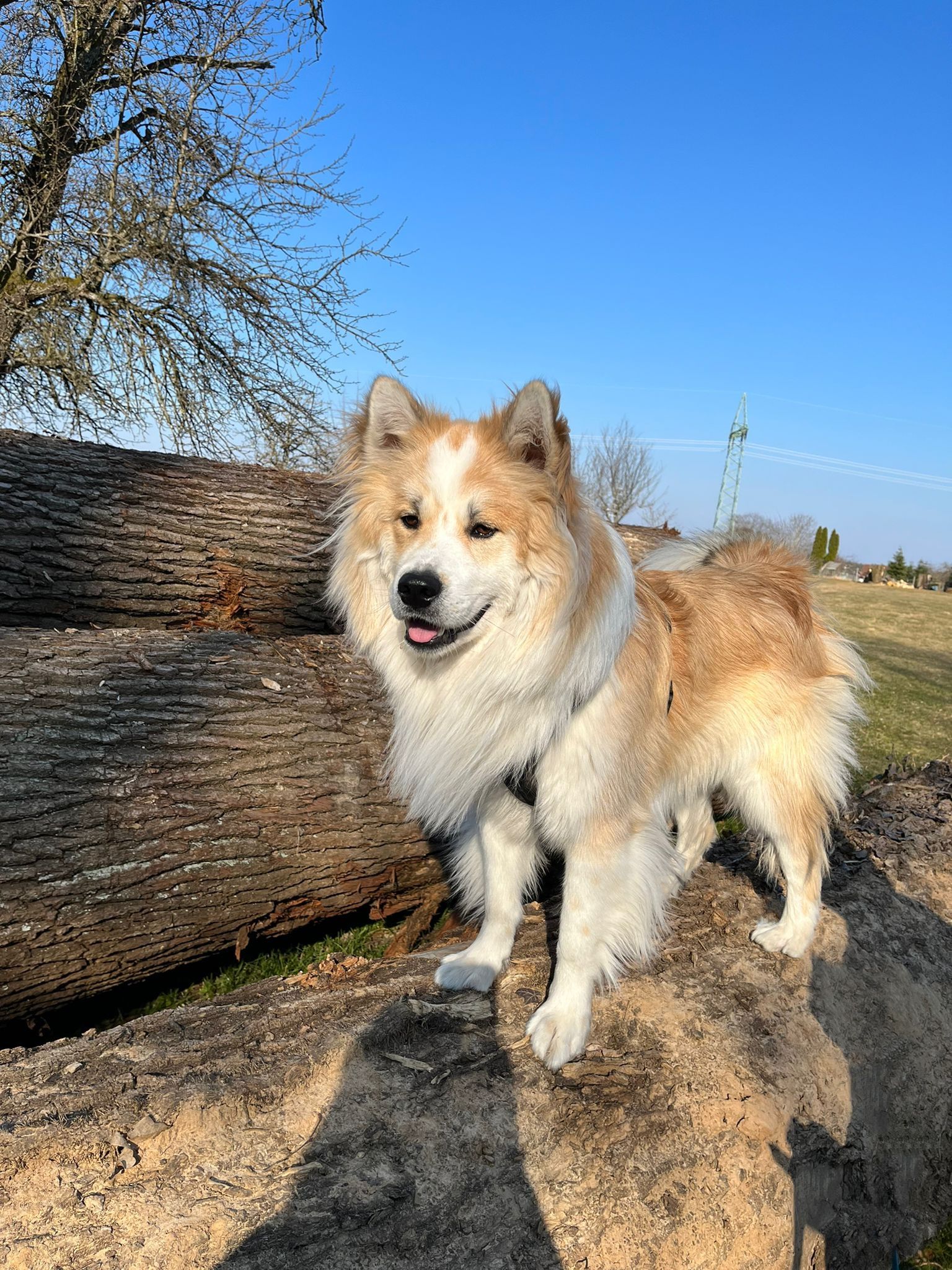 Balou