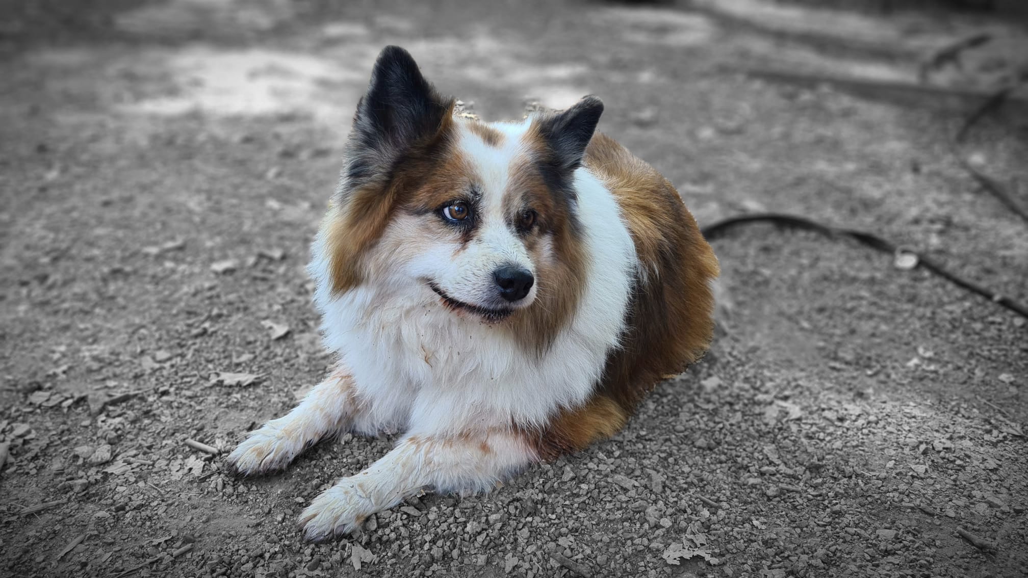 Bina, die Hundeoma, erträgt den Rummel mit Gelassenheit