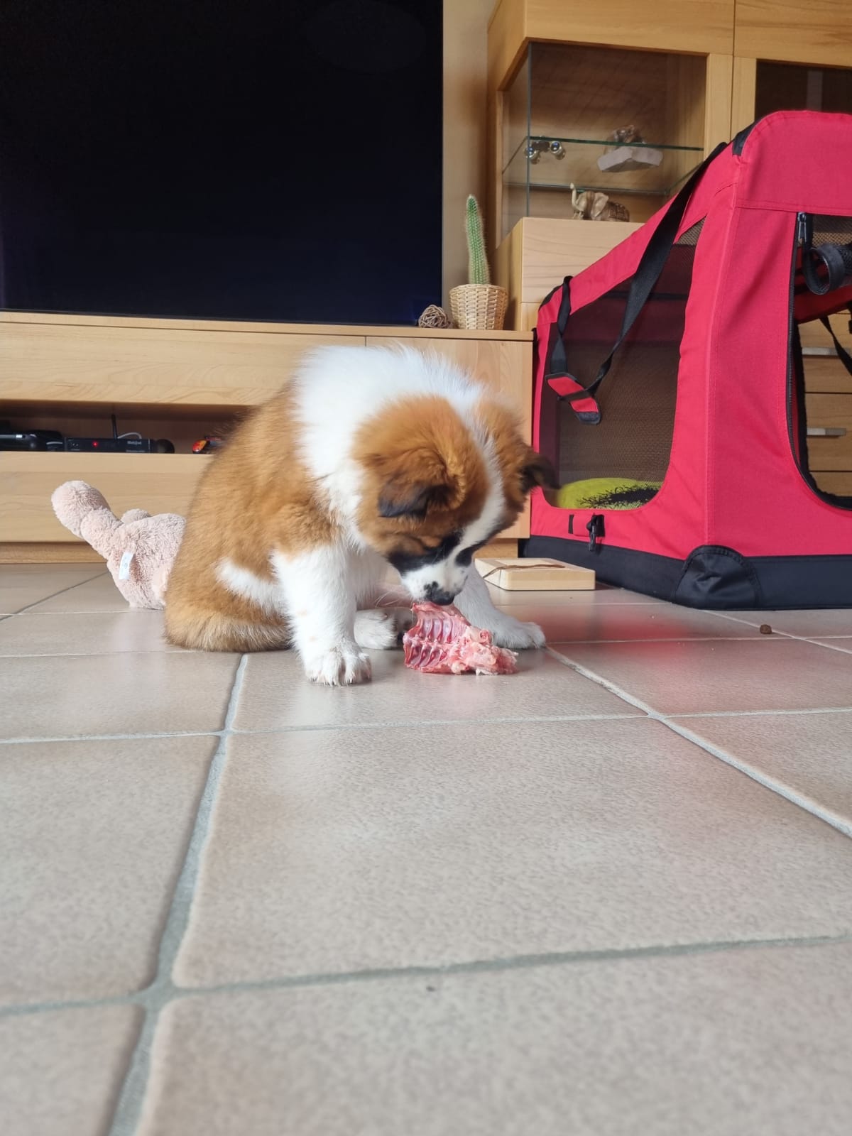 Kira frisst auch hier ihr Hühnerklein :-) (16.05.21)