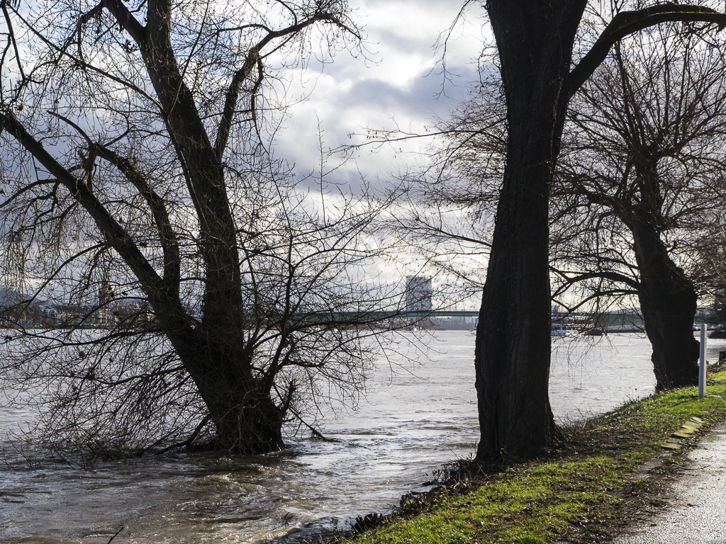 Uferweg linksrheinisch bei Hochwasser