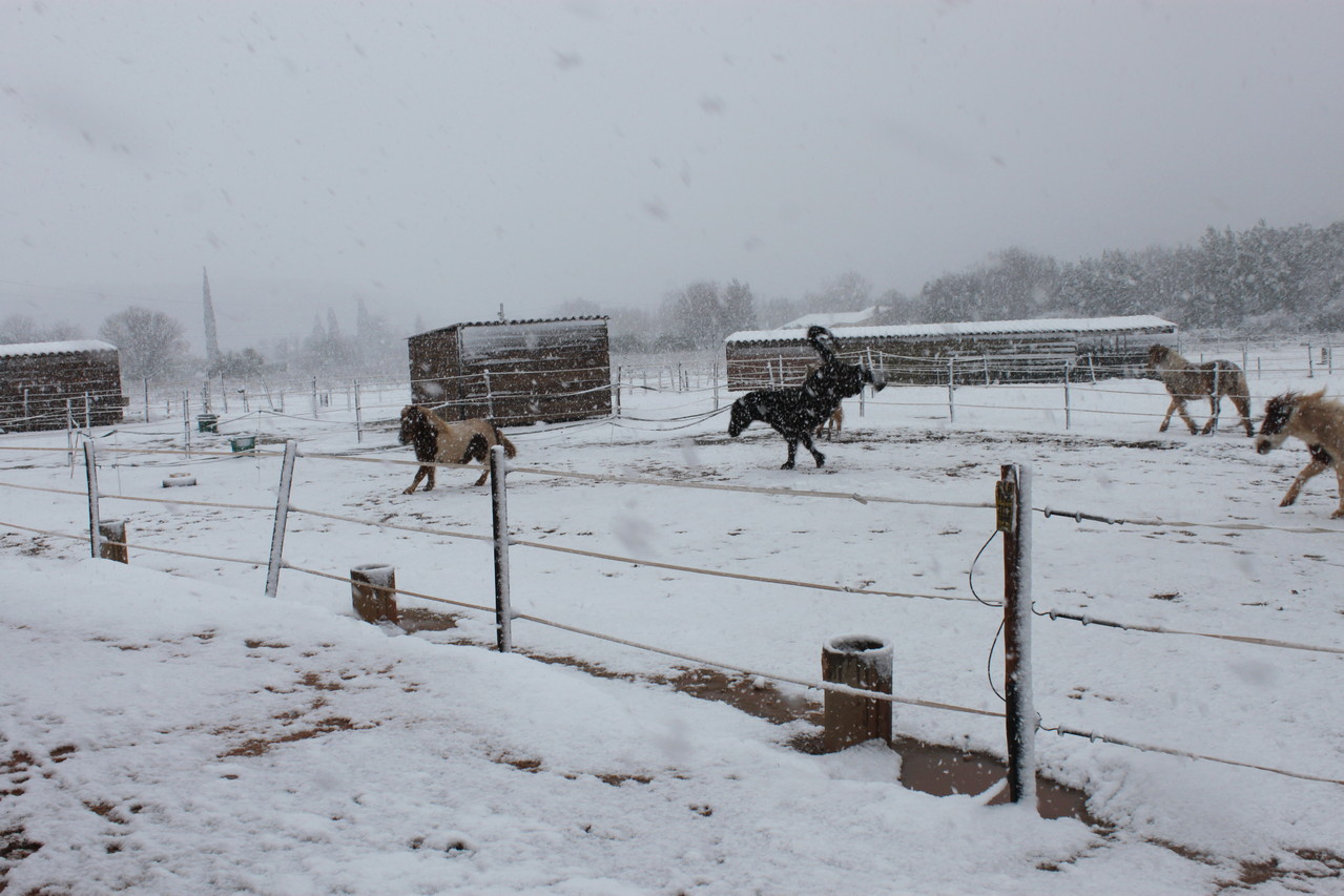 Février 2013, la joie des poneys sous la neige