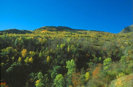 Bosc caducifoli mixte: A les fondalades de la vall trobem boscos caducifolis molt diversos, amb freixes, cirerers, trèmols, roures, tilers i altres...