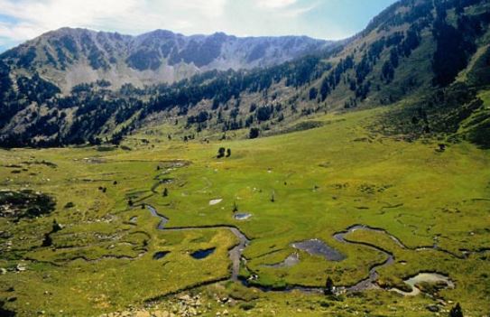  Clots de la Rialba: Per sobre de l'estrat arbori, hi trobem els prats d'altura i les molleres. Les molleres tenen el seu origen en els llacs glacials colmatats de llims i matèria orgànica. Es un ecosistema considerat com a prioritari per a la conservació