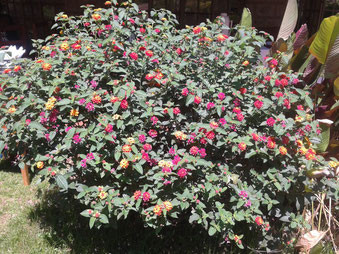 Our bouquet for buying the property