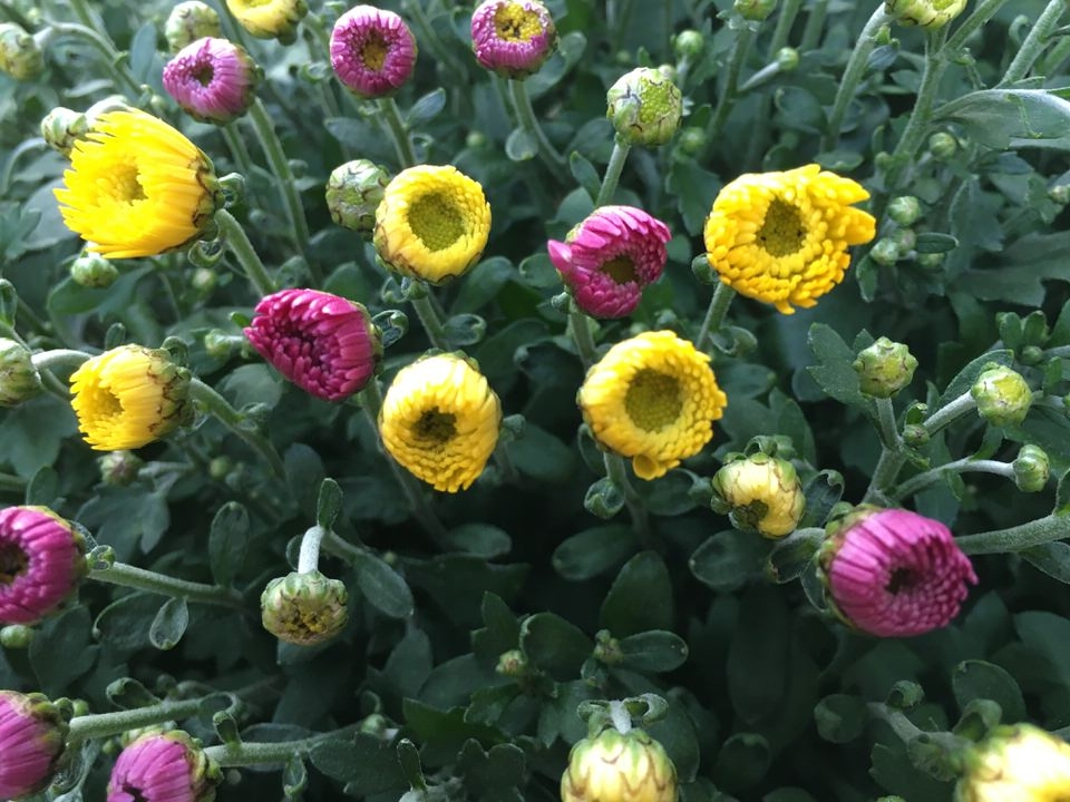 Chrysantheme Tricolor