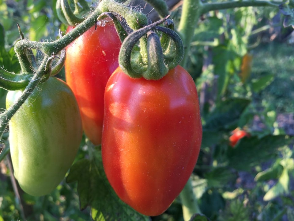 San Marzano Tomaten - intensives Aroma, sehr fruchtig!