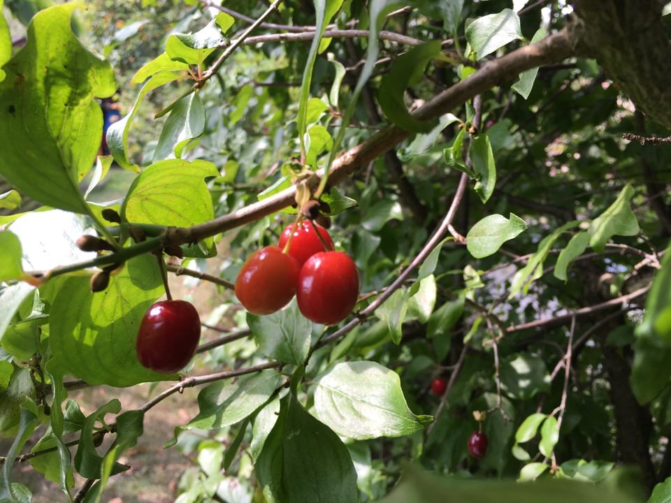 Kornelkirsche, auch Dirndlkirsche genannt. Gesundes Wildobst, es kann Fieber senken. Die Wildpflanze stammt aus dem Kaukasus, enthält viel Vitamin C. Die Früchte sind zwischen September und Oktober reif.