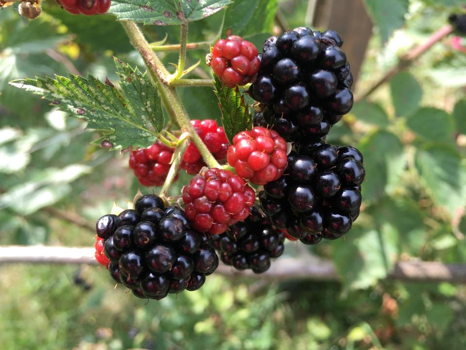 Brombeeren - saftig und wohlschmeckend. Findet auch ihren Einsatz in der Pharmakolgie. Die getrockneten Blätter helfen gegen Durchfall, Entzündungen im Rachenraum (gurgeln) oder bei chronischen Hauterkrankungen (Waschungen). 