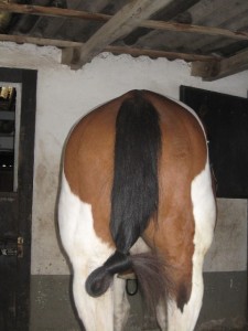 Beckenschiefstand beim Pferd