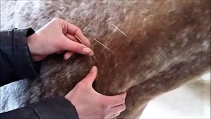 Pferd mit Nadeln im Hals