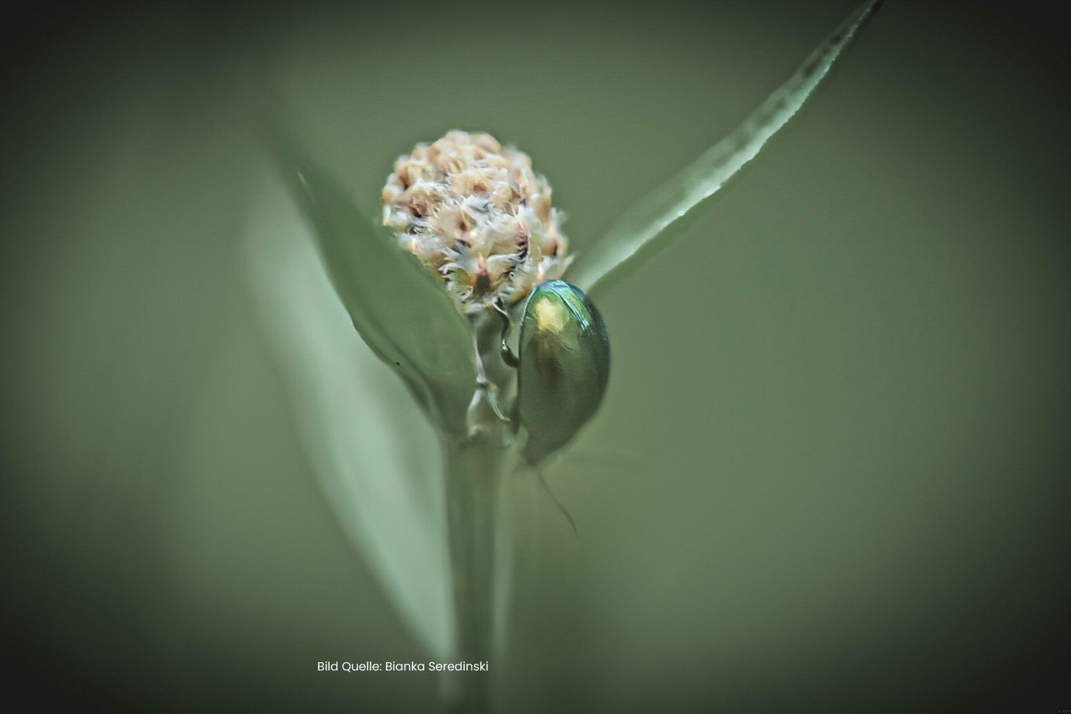 Hochbegabung mehr als nur ein hoher IQ