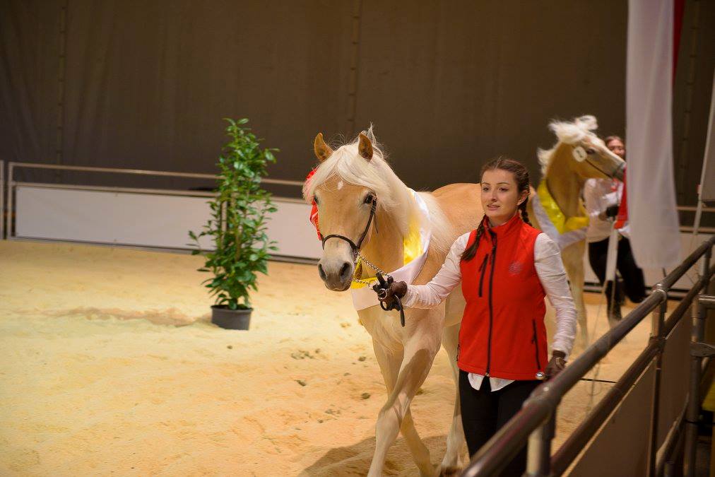 Foto: Haflinger Jungzüchterschaft Tirol