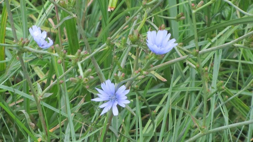 chicory flor de bach ricardo orozco mujer consciente