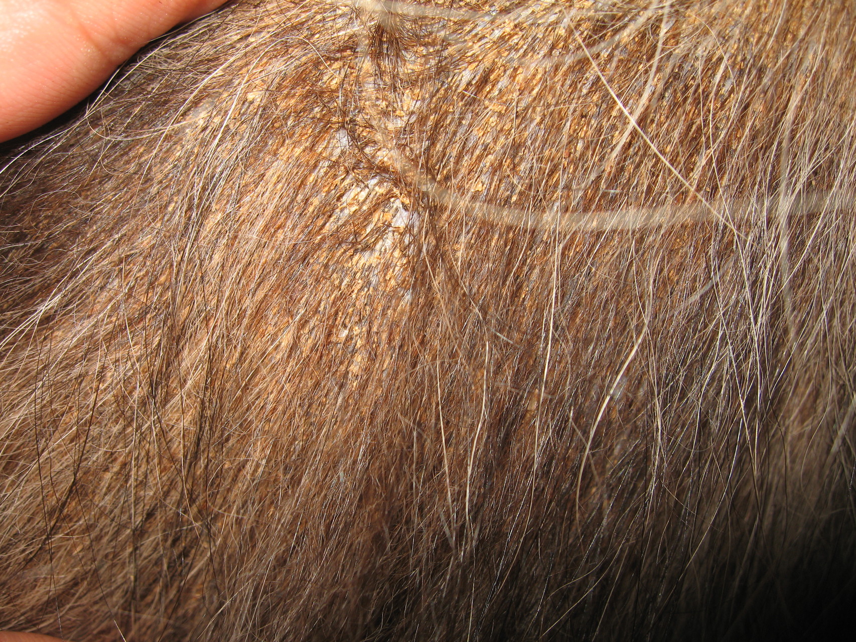 Talkdrüsenentzündung - Sebadenitis - Tierarzt-Haut-Erkrankungen