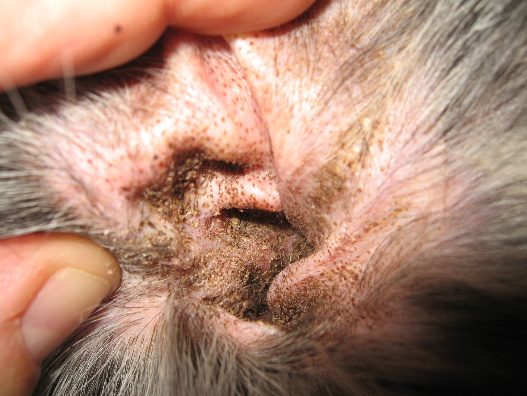 Talkdrüsenentzündung - Sebadenitis - Tierarzt-Haut-Erkrankungen
