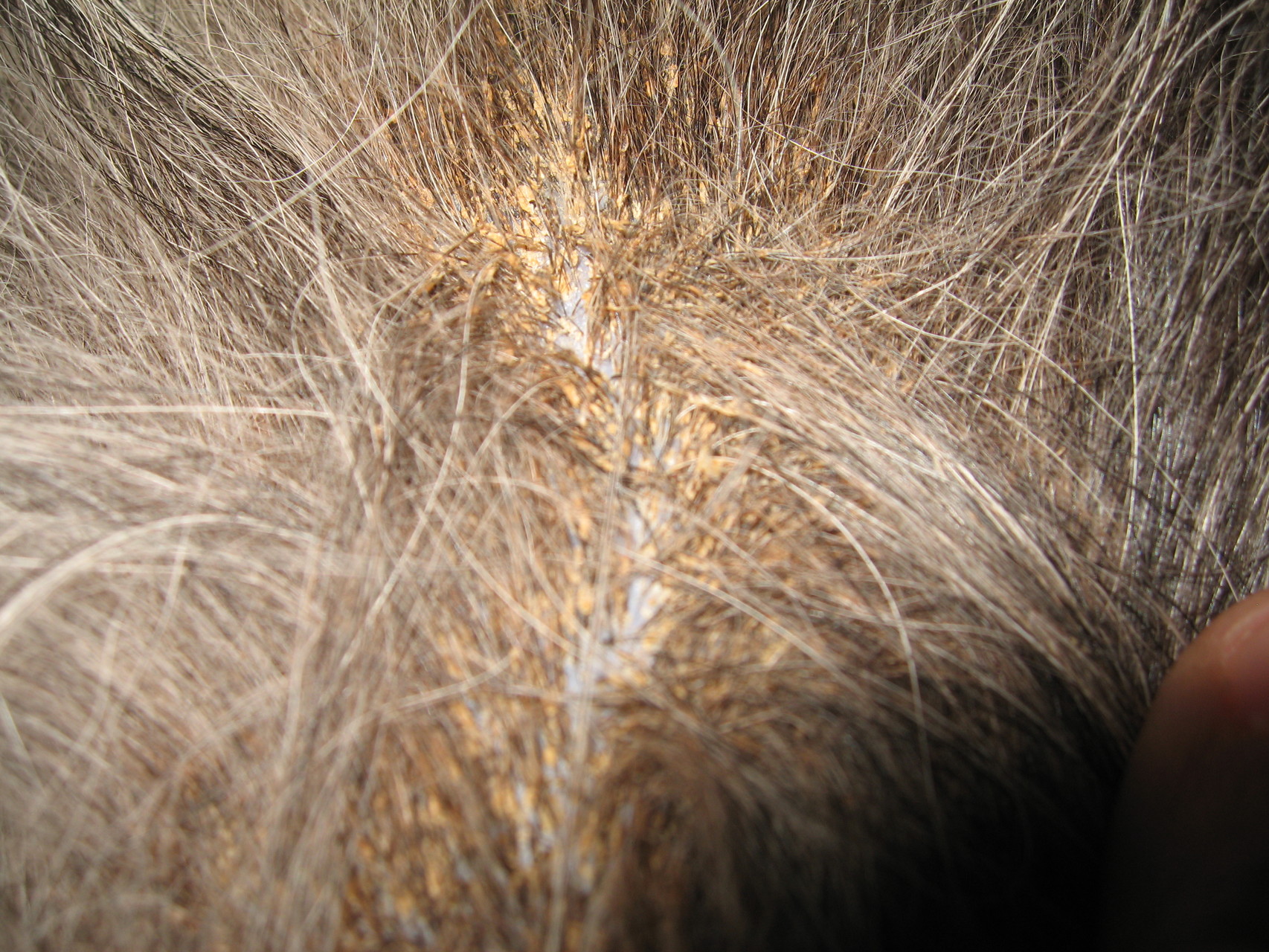 Talkdrüsenentzündung - Sebadenitis - Tierarzt-Haut-Erkrankungen