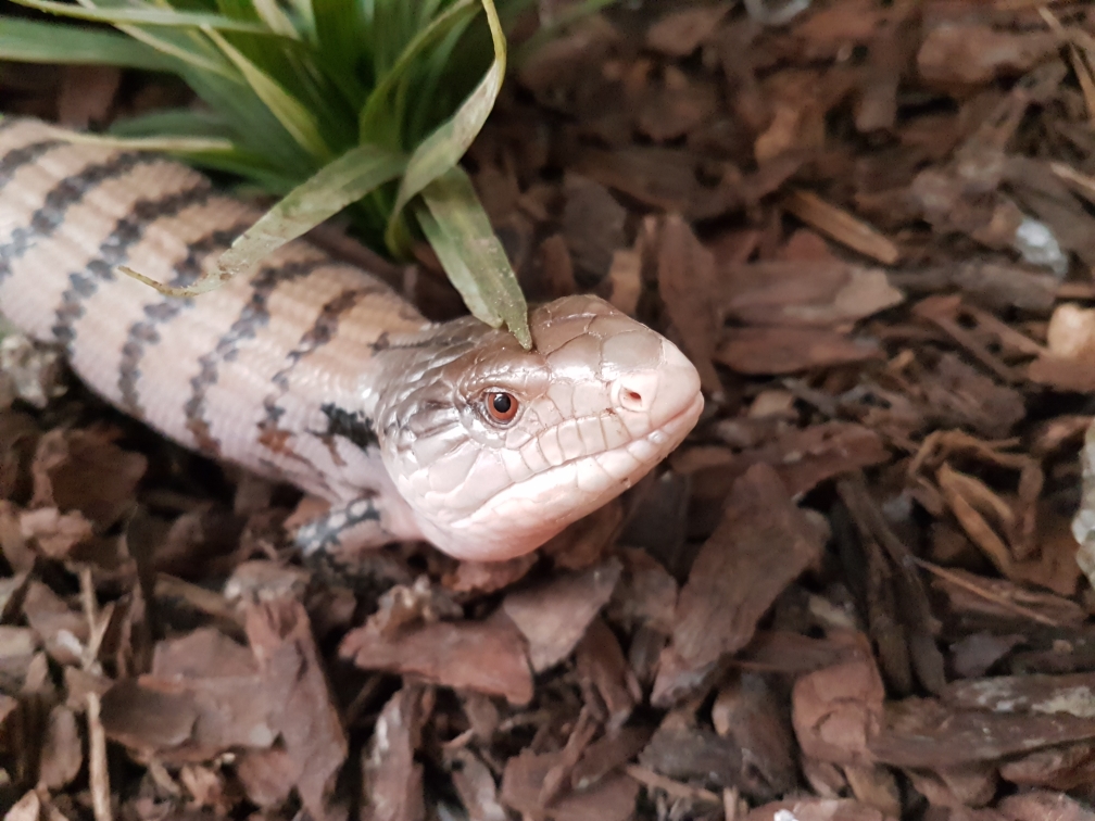 Blauwtongskink