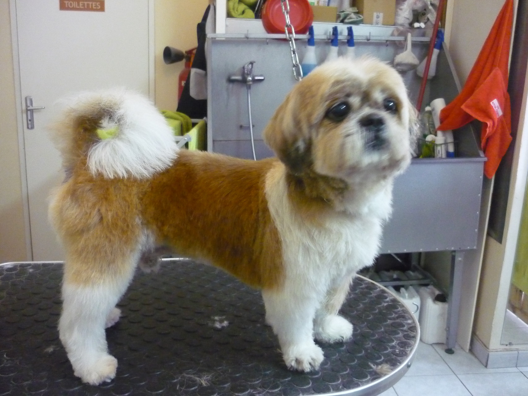 Photos Le Jardin Canin Toilettage