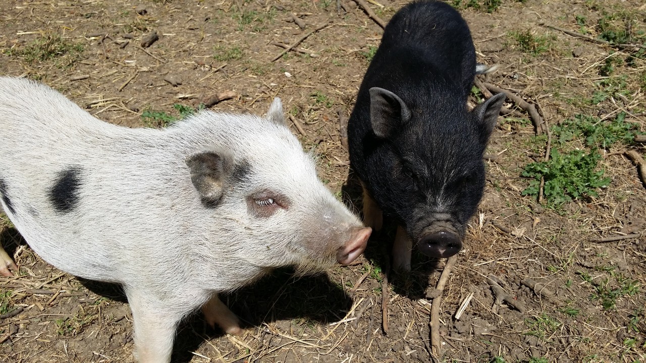 Des cochons miniatures comme animaux domestiques