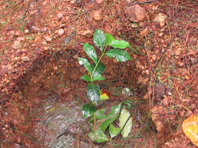 植えたばかりの苗木