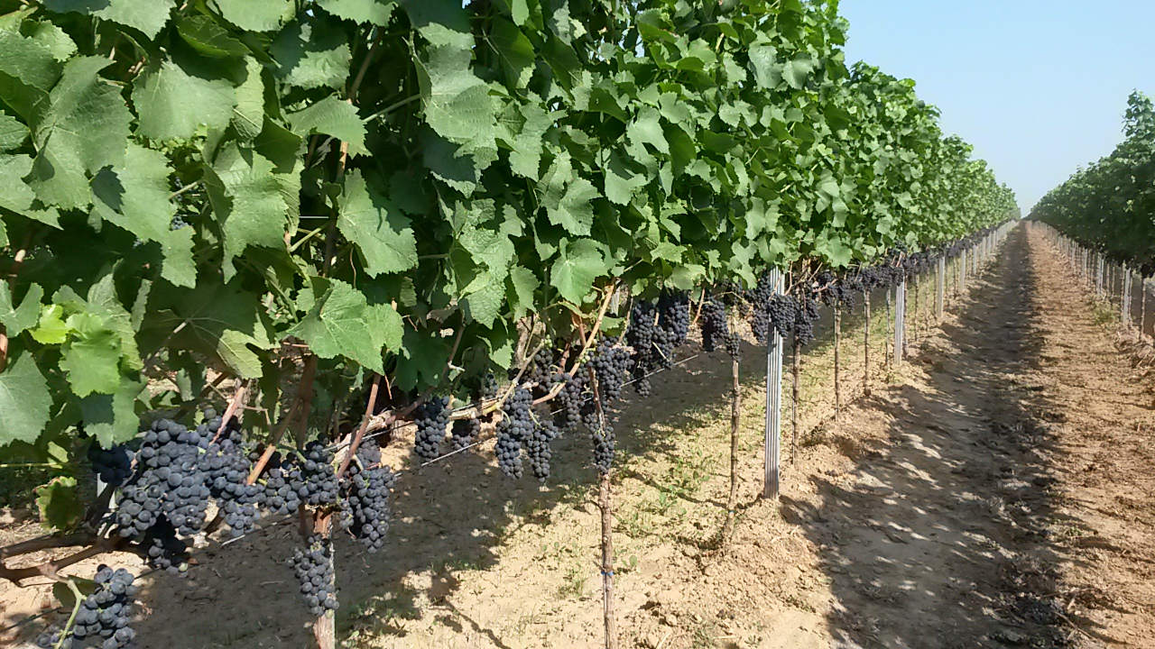 Weingut Muffang Weingut Muffang