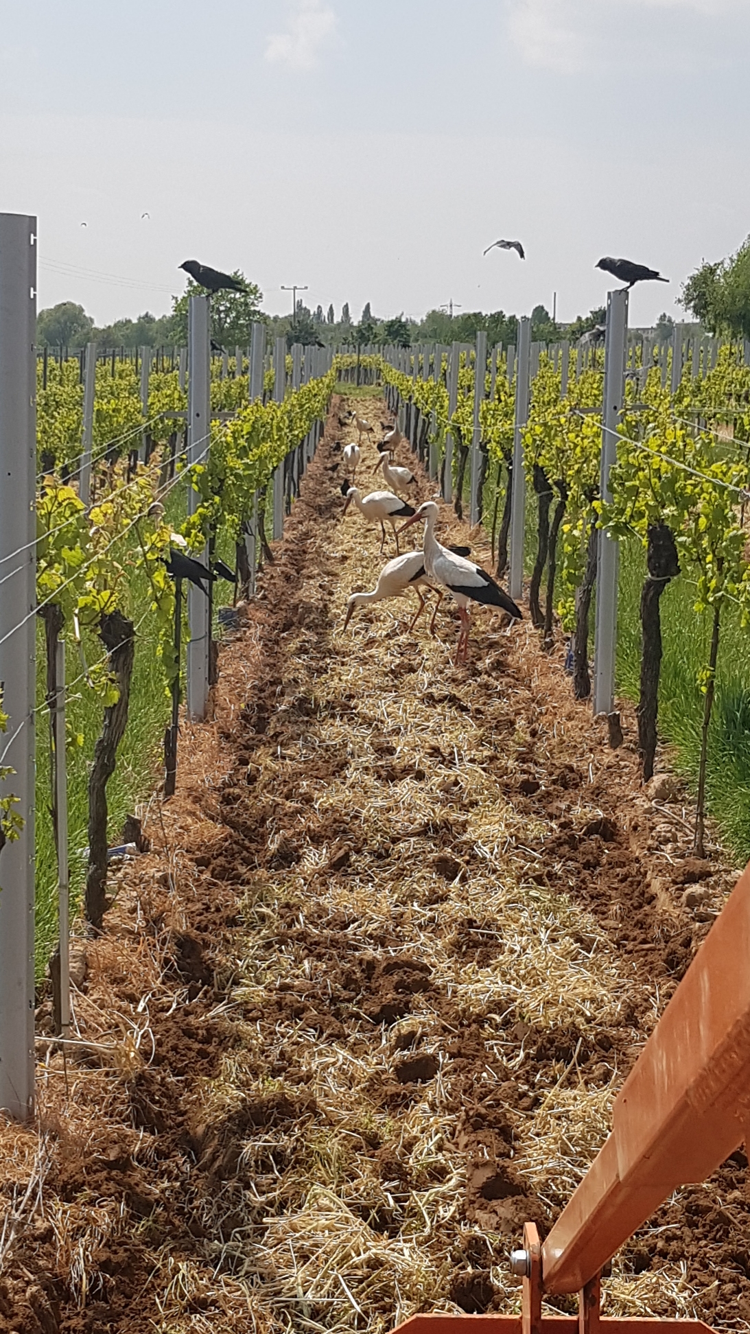 Störche im Weinberg