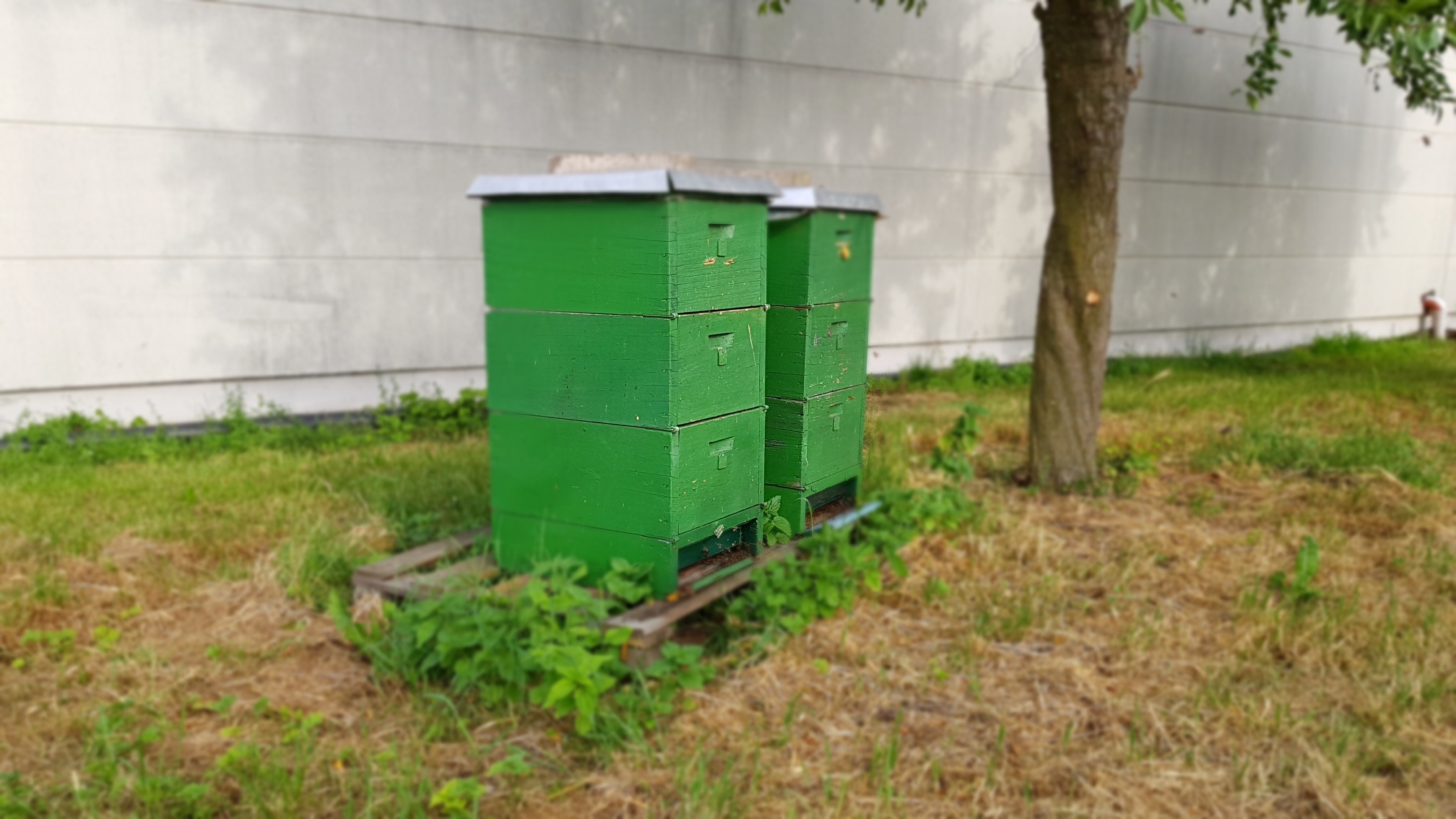 Bienenvölker im Weingut