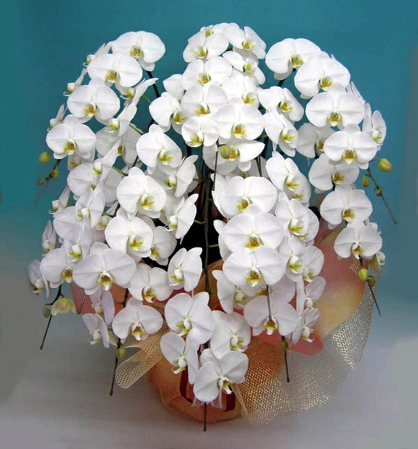 値頃 宮崎県産 か | （特集】1月の白い花一覧 多数の花 白胡蝶蘭 スタンド花