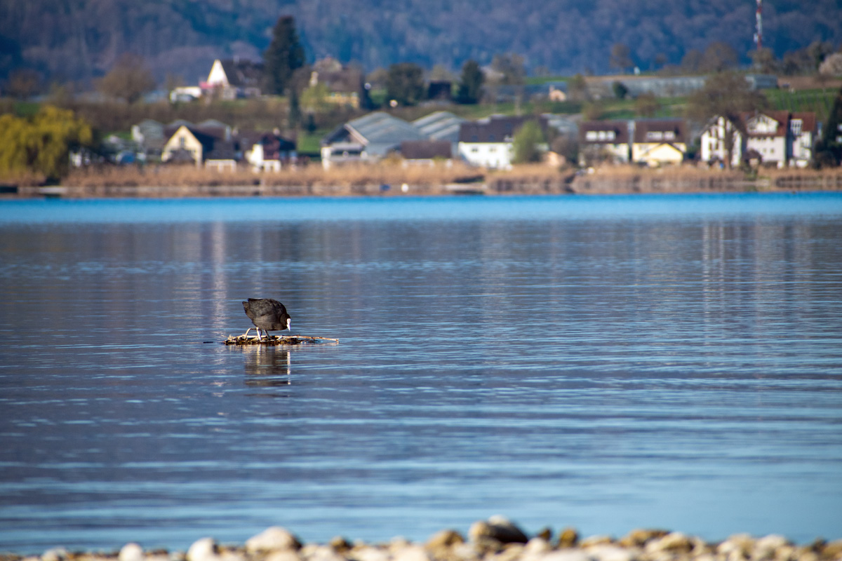 Ein Blesshuhn baut sein Nest auf dem Gnadensee - dem kleinsten Teil des Bodensees. Im Hintergrund sieht man die Insel Reichenau. Foto: Kai-Uwe Ruf