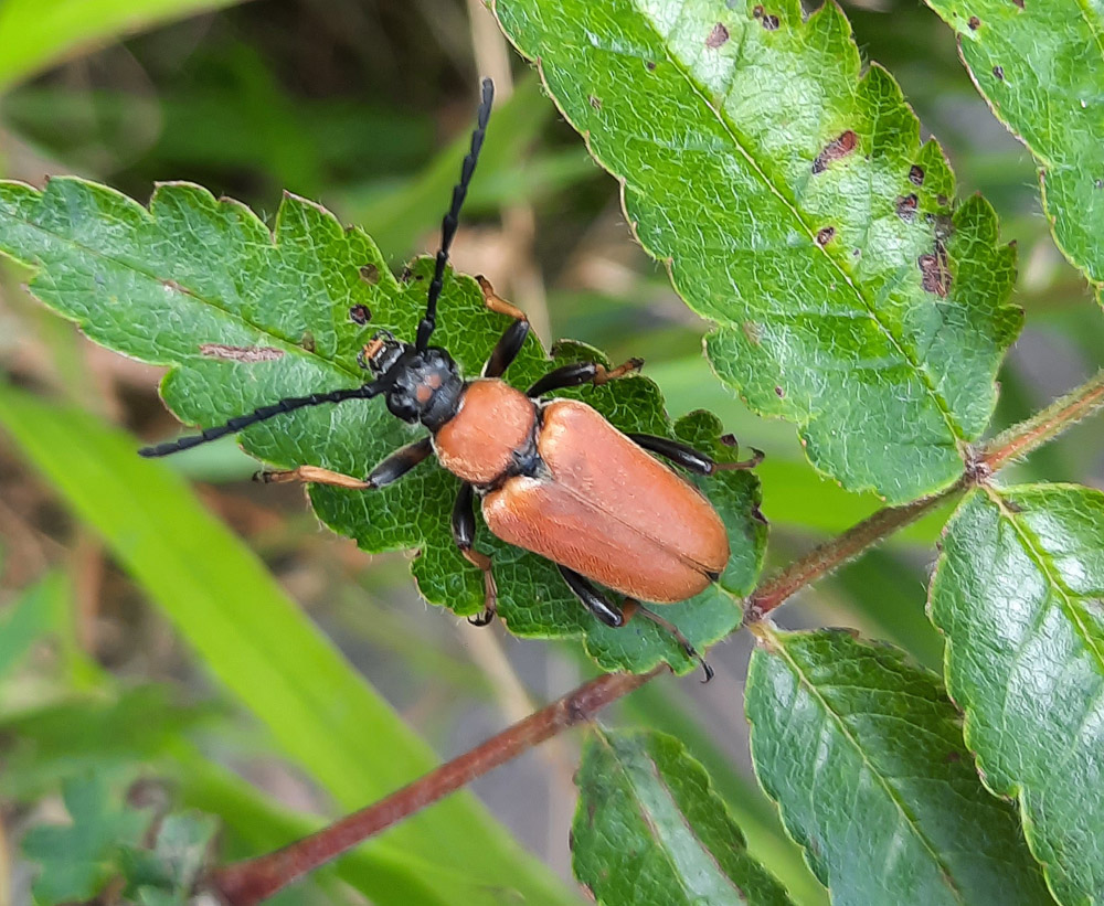 Das verrät ein Käfer am Oderteich über den Harz