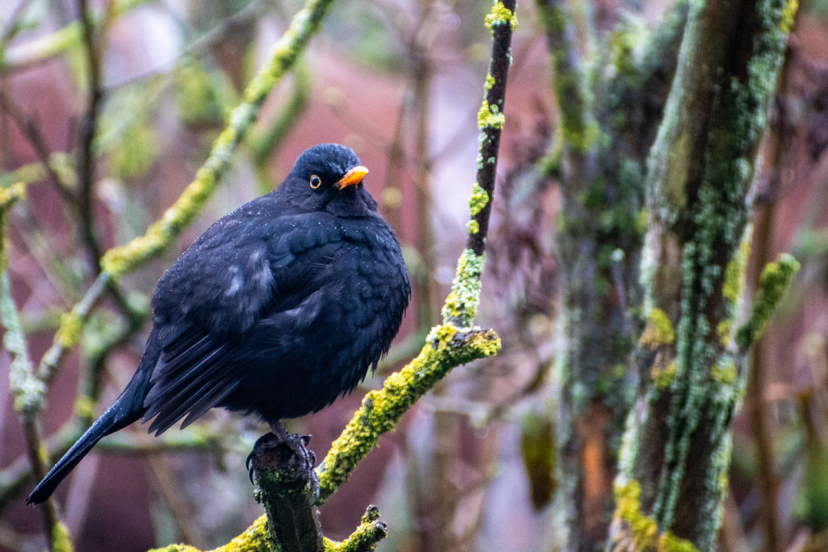 Eine Amsel sitzt auf einem Zweig und plustert ihr Gefieder auf, um sich gegen die Winterkälte zu schützen. Foto: Kai-Uwe Ruf 