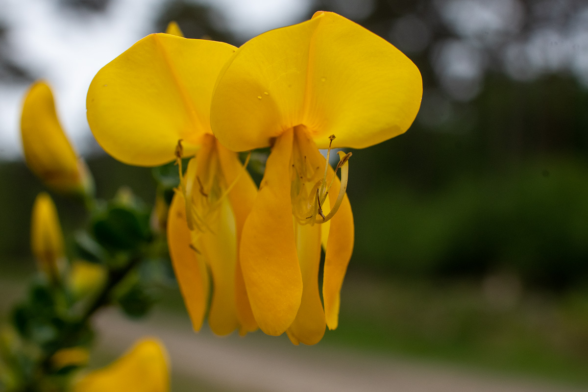 Mit Makrofotografie - Ginsterblüten gut ins Szene gesetzt