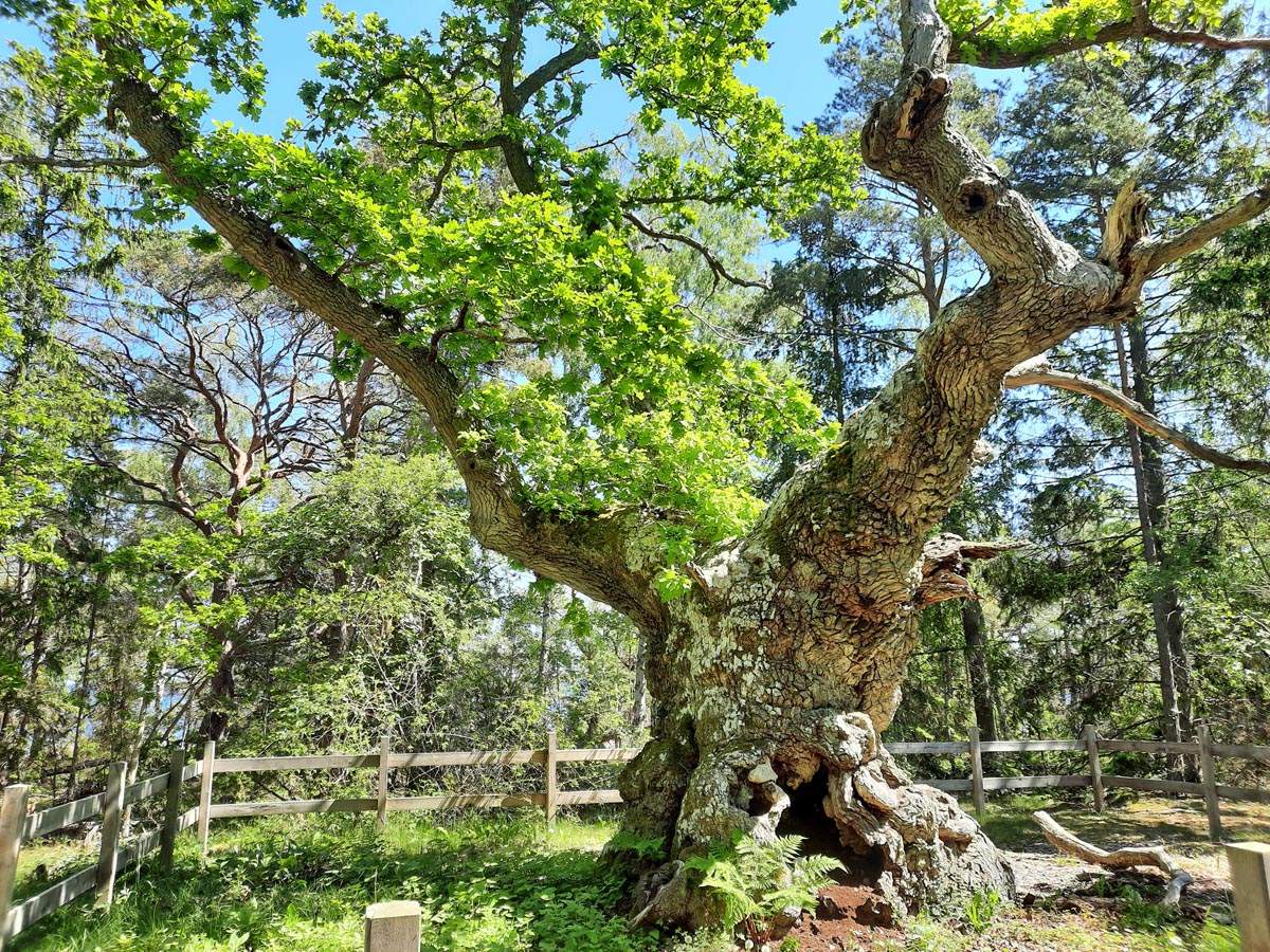 Ausflug ins Naturreservat Trollskogen auf Öland