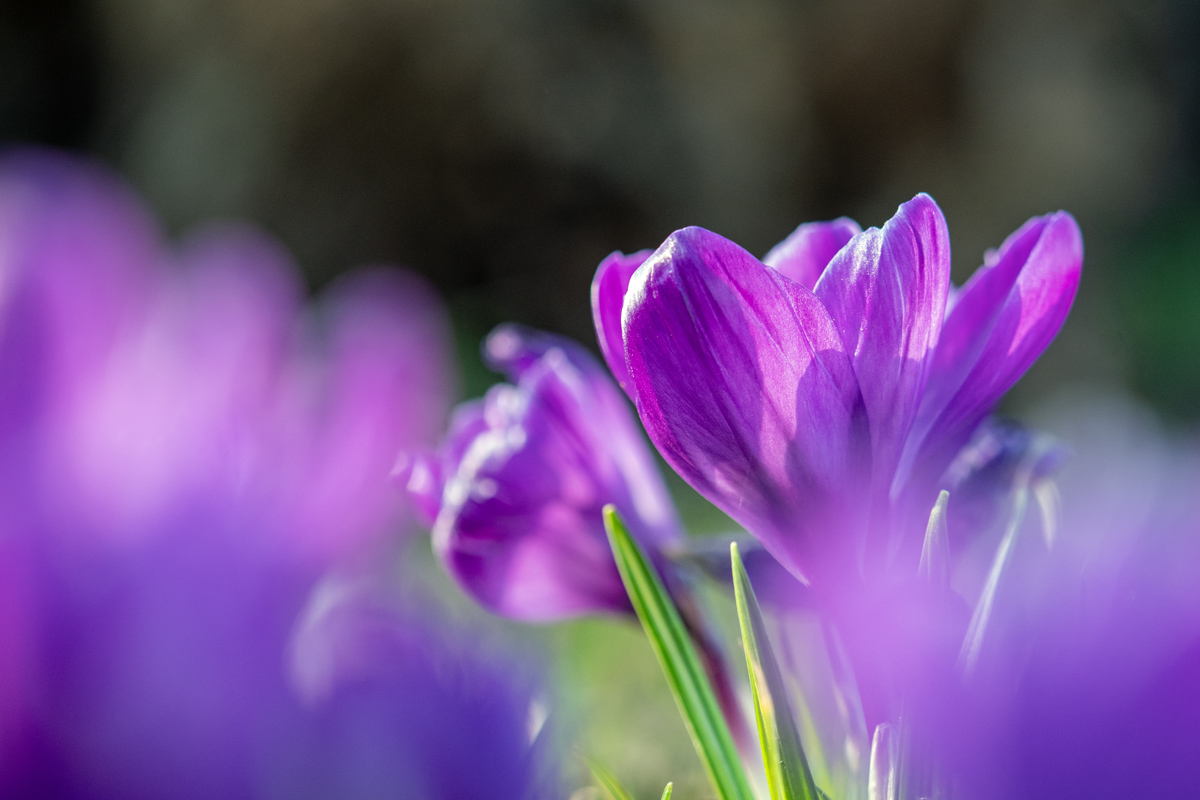 Krokusse entfalten ihre Pracht auf einer Wiese in Bad Zwischenahn. Foto: Kai-Uwe Ruf
