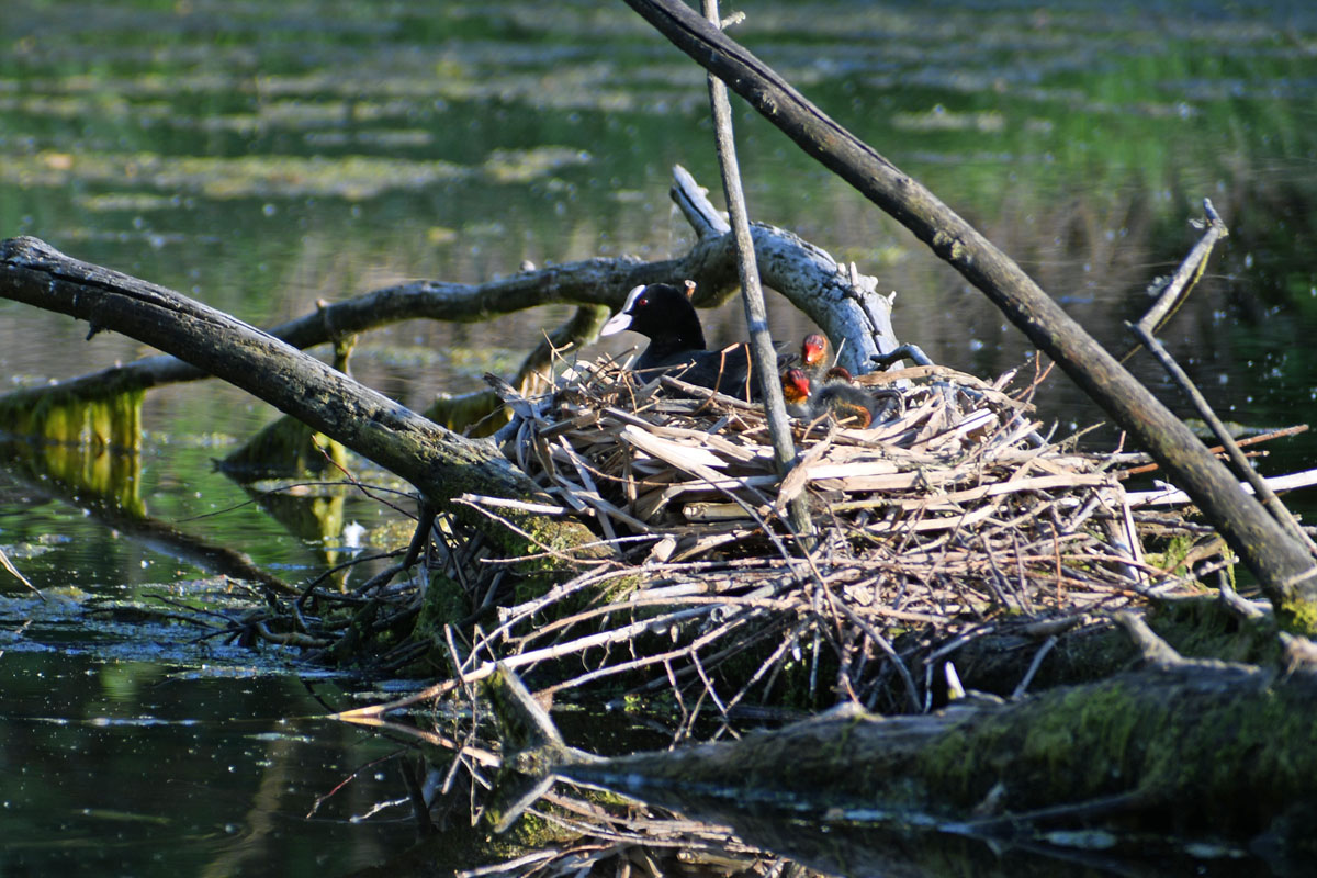 Brut- und Setzzeit in einem Schutzgebiet am Südsee bei Braunschweig: ein Blesshuhn mit seinem Nachwuchs im Nest. Foto: Kai-Uwe Ruf