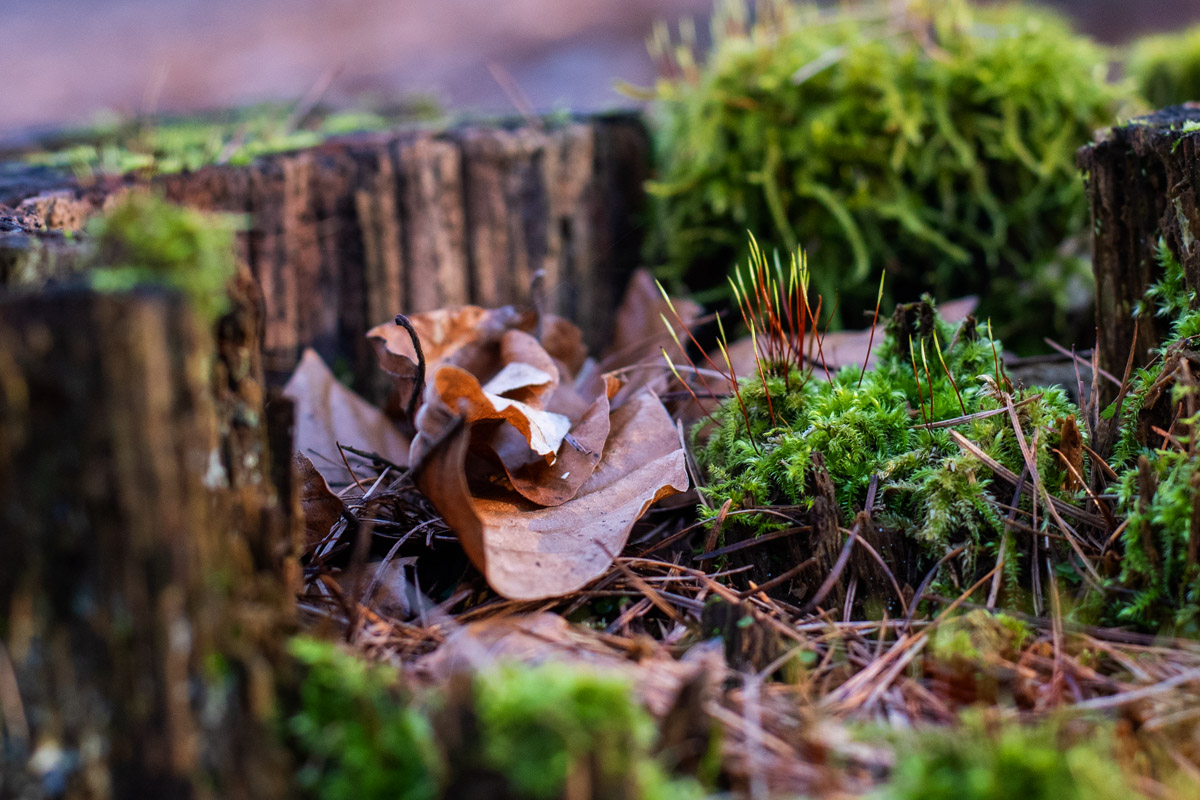 Blühendes Moos auf einem Baumstumpf im Lechlumer Holz. Das Bild vereint Winter und Frühling, Werden und Vergehen. Foto: Kai-Uwe Ruf