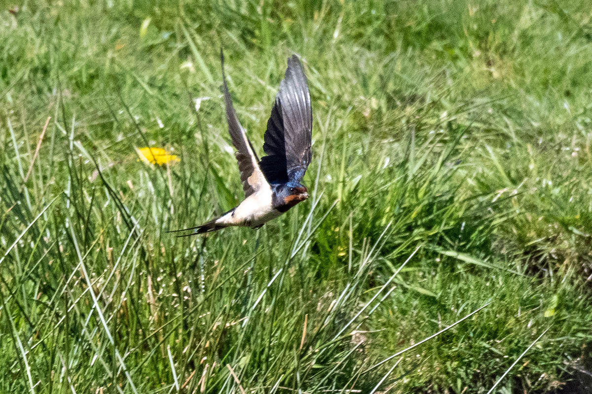 Schwalben im Flug fotografieren und dabei entschleunigen