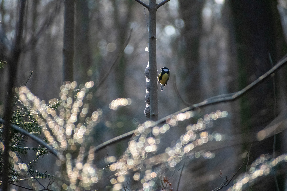Der Frühling kommt ins Lechlumer Holz bei Wolfenbüttel. Eine Meise pickt Körner aus einem Meisenknödel. Foto: Kai-Uwe Ruf