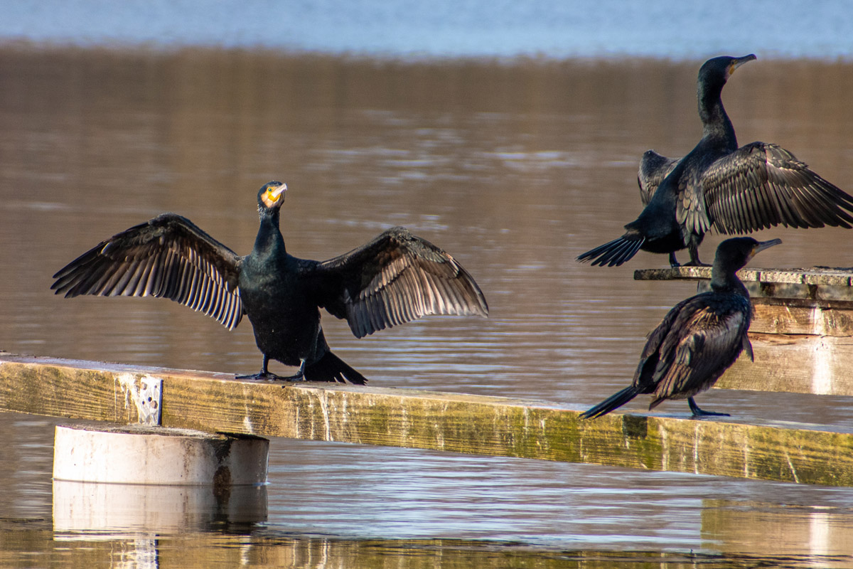 Kormorane sitzen am Südsee bei Braunschweig in der Sonne und trocknen ihr Gefieder. Foto: Kai-Uwe Ruf