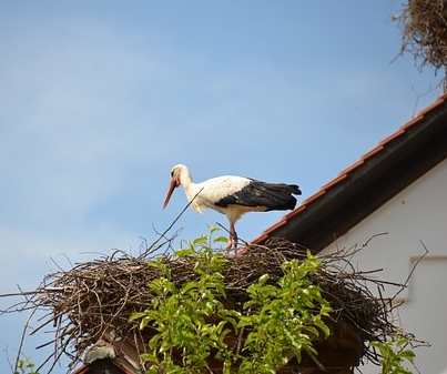 Storch in der Wetterau