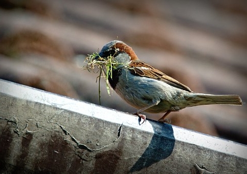 Spatz auf dem Dach