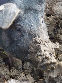 vom Wildschwein
