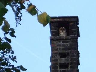 Finden Sie die Eule von Kloster Engelport