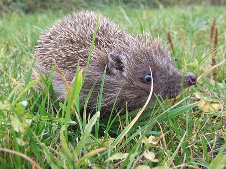 heimische Tiere