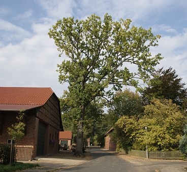 Landschaft zwischen Gifhorn und Steinhuder Meer,