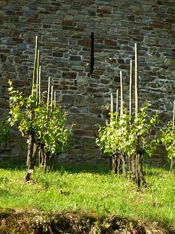 Führung auf dem Weinwanderweg im Ahrenbachtal, Burg- und Stadt Blankenberg