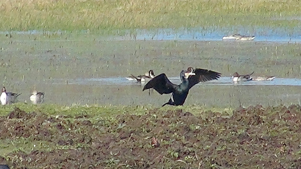 Grand cormoran