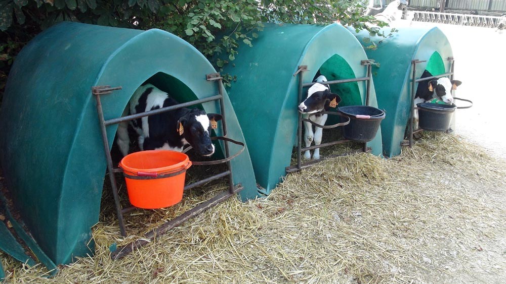 Petits veaux de "Prim'Holstein"