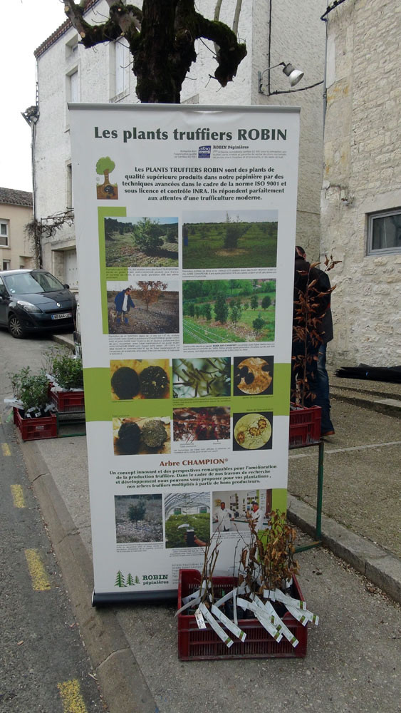 Plants truffiers
