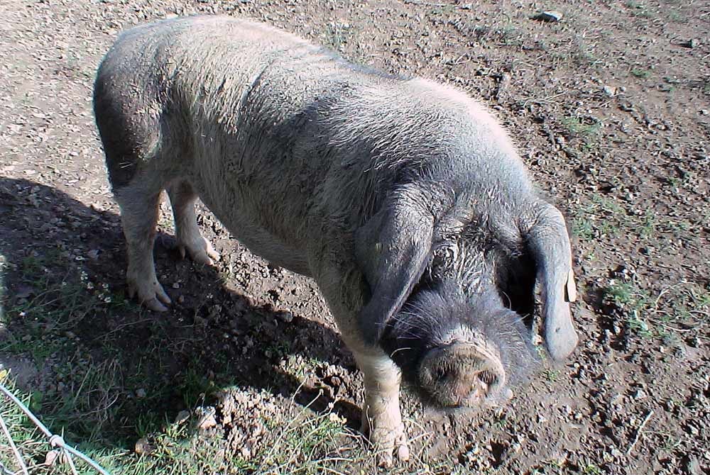 Un reproducteur de 300 kg nous regarde, une belle bête (Photo 2009)
